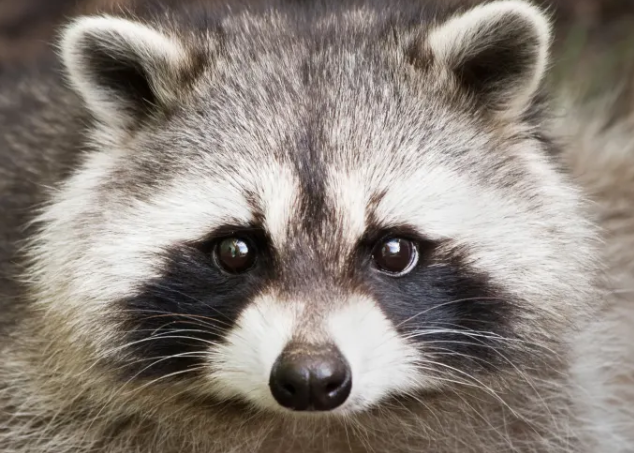 1 (1).png